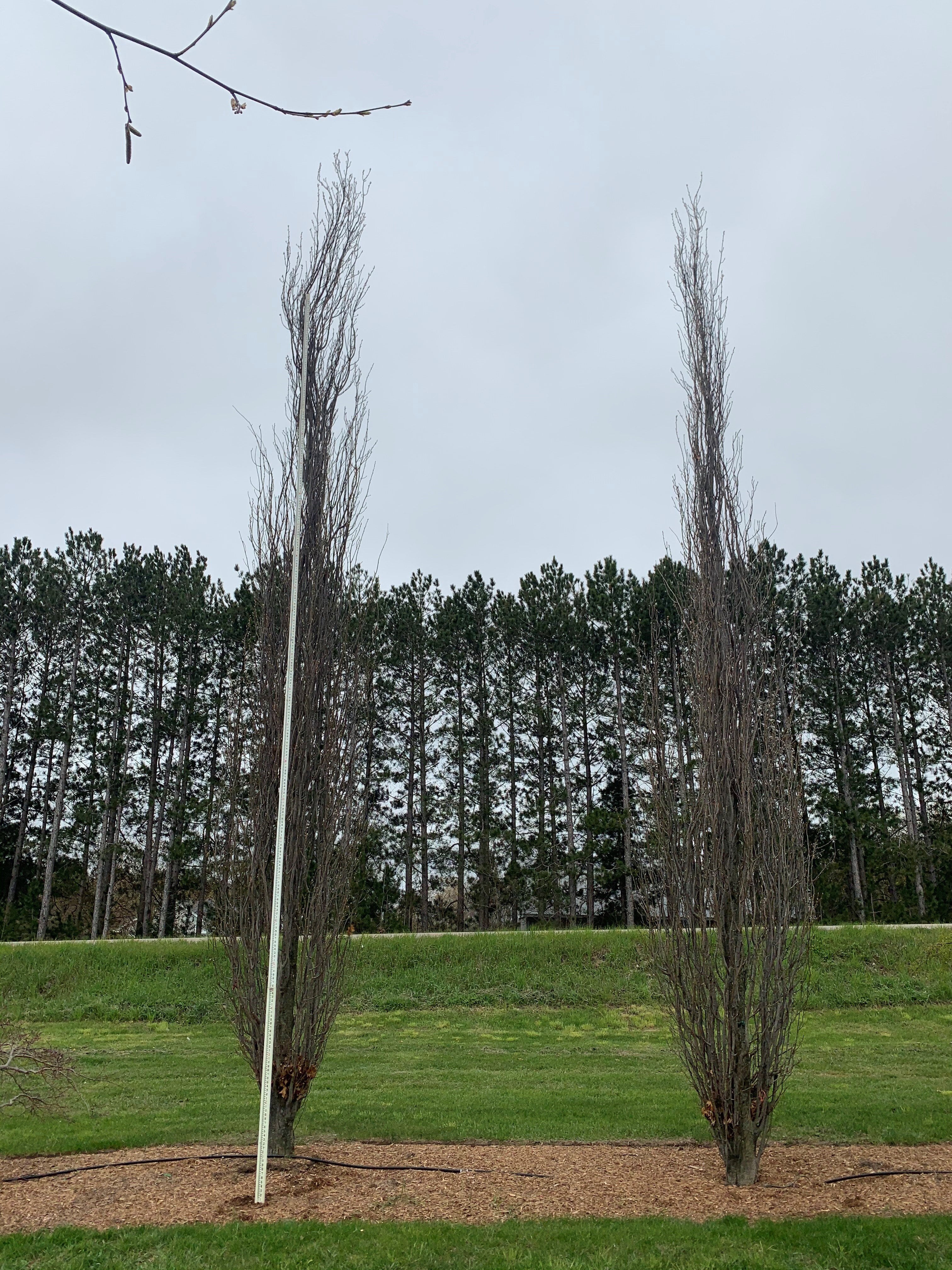 Remi Tree RE-TREE