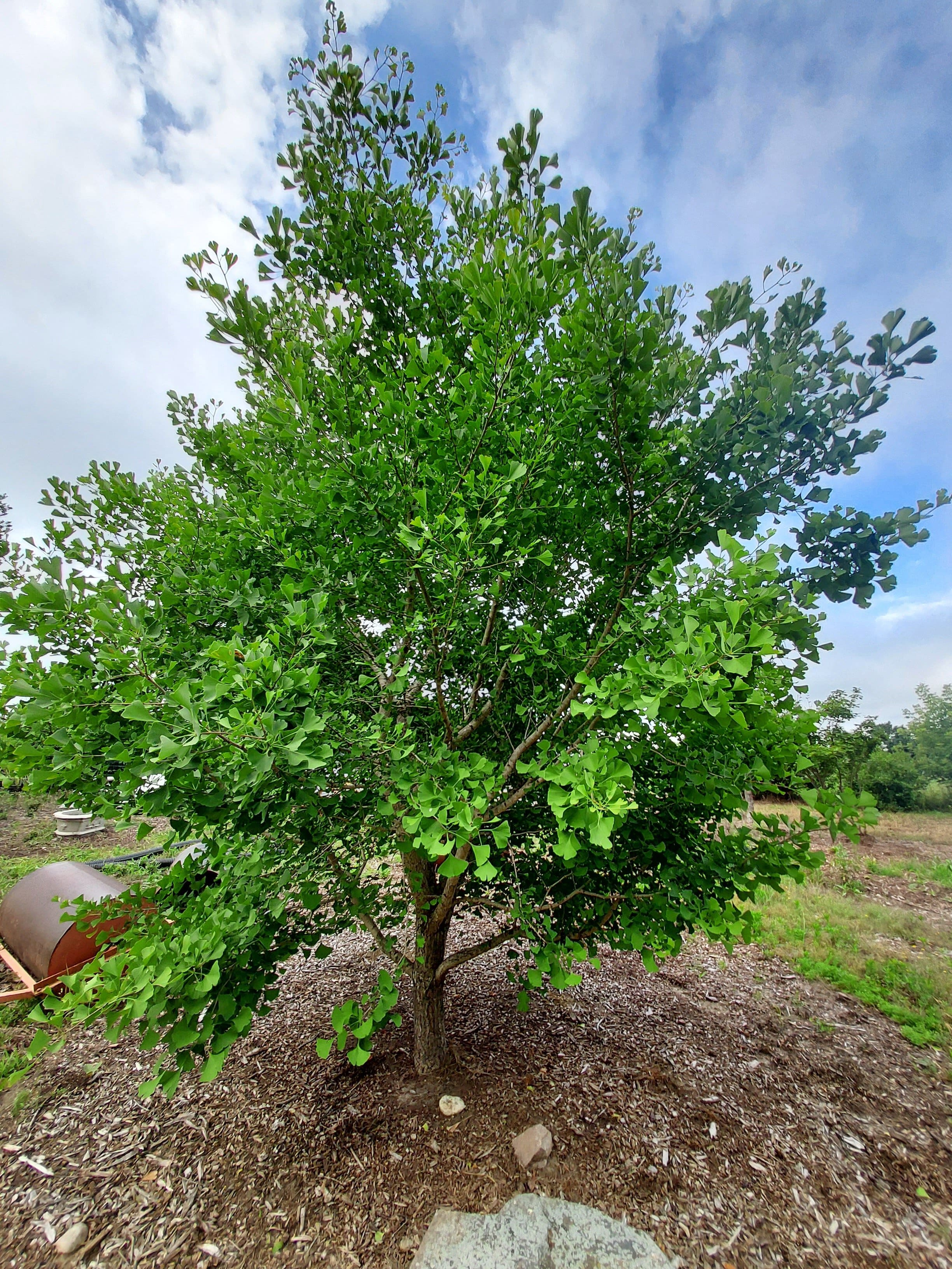 RE-TREE