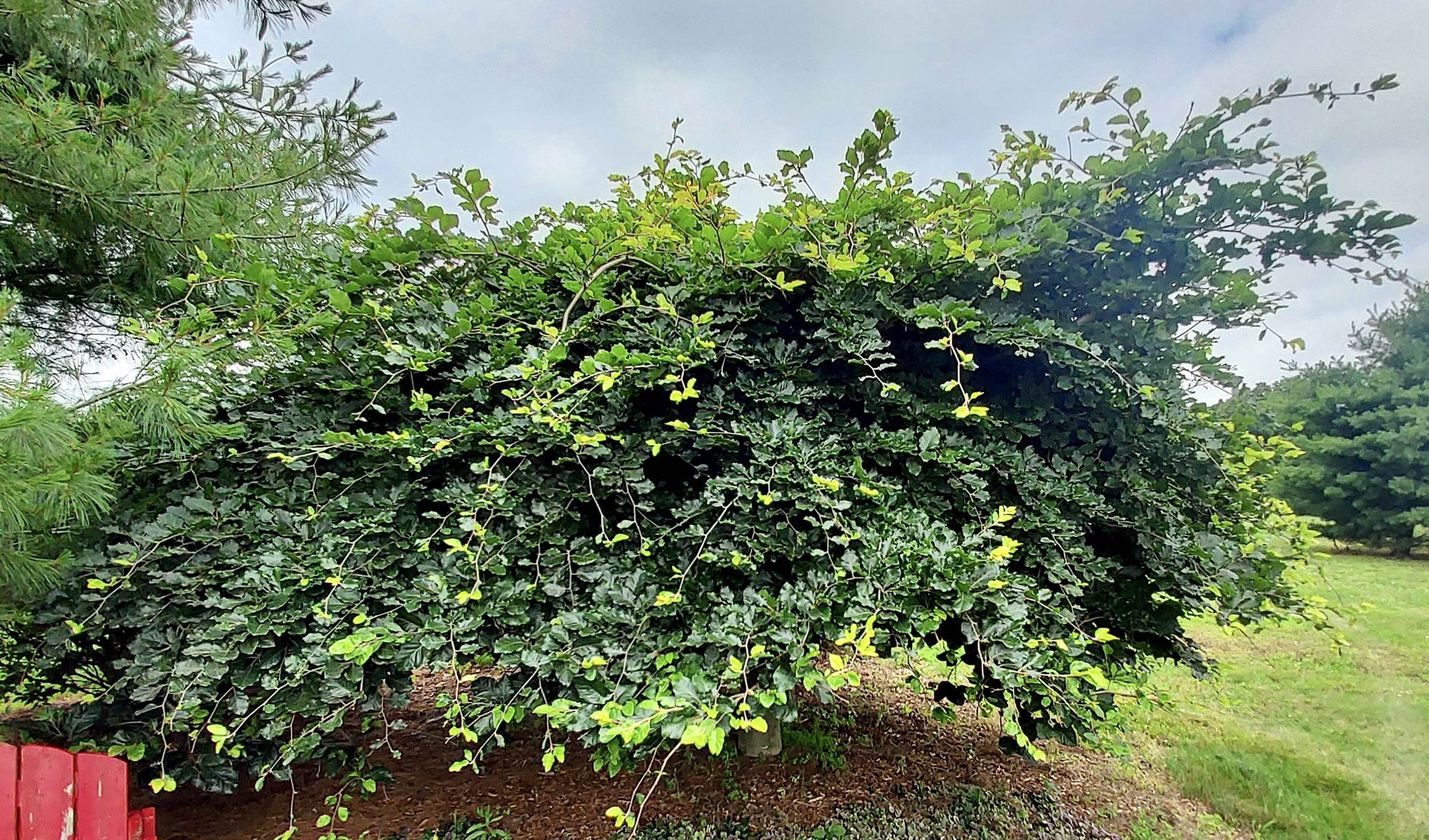 RE-TREE