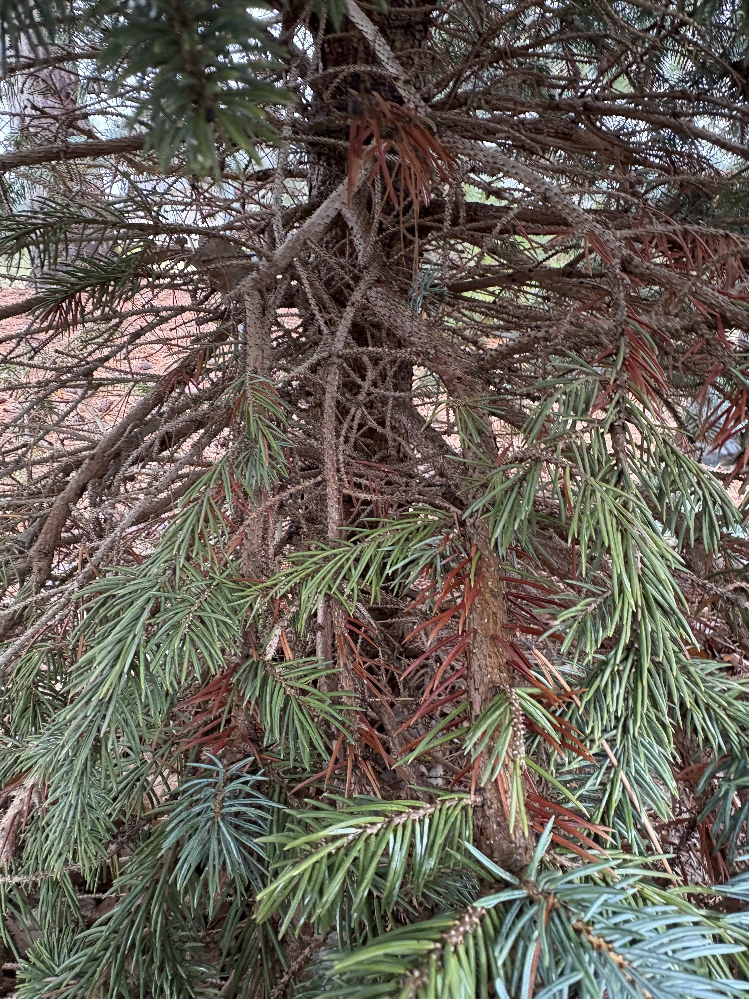 Remi Tree RE-TREE