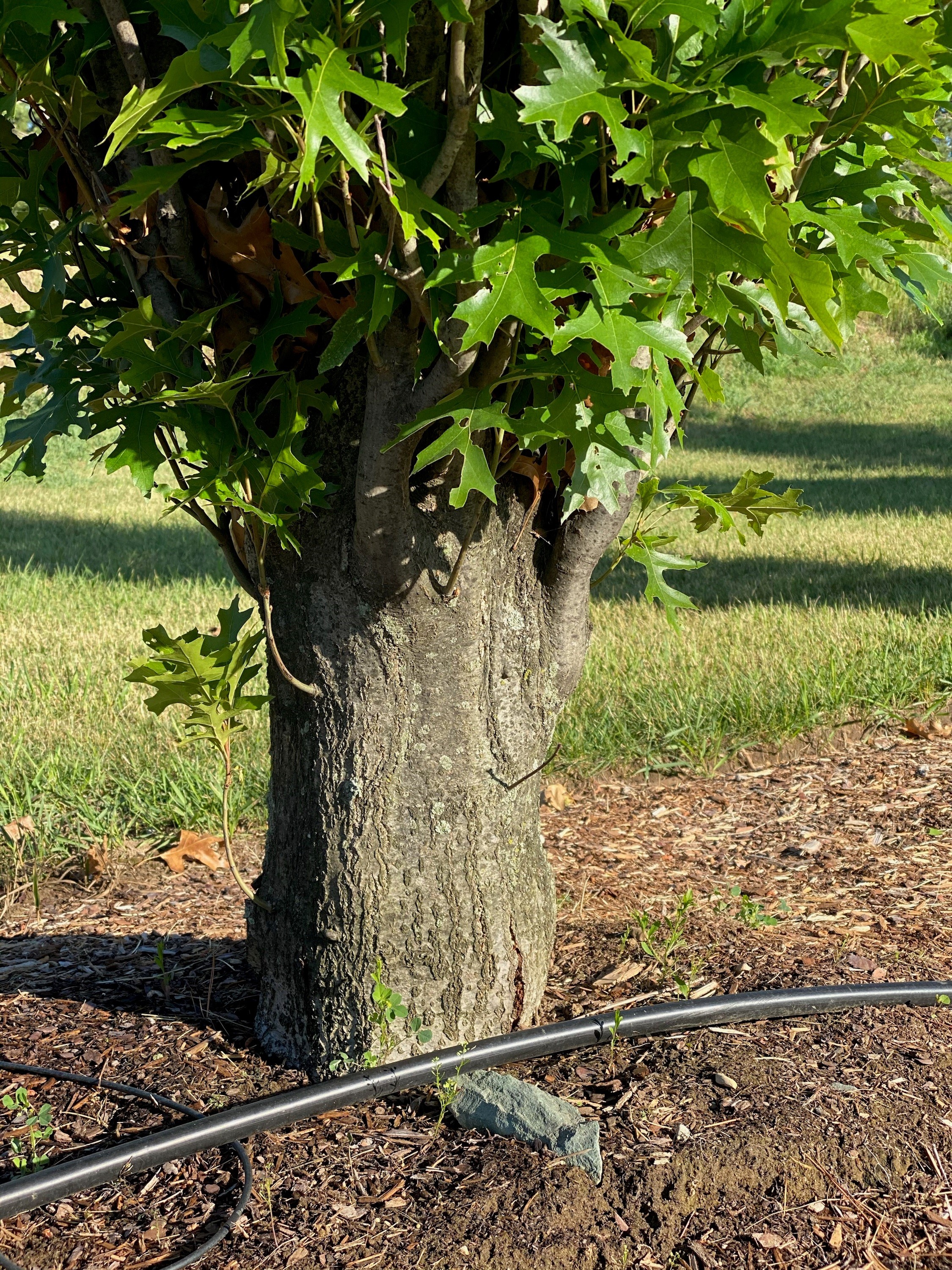 Reui Tree RE-TREE
