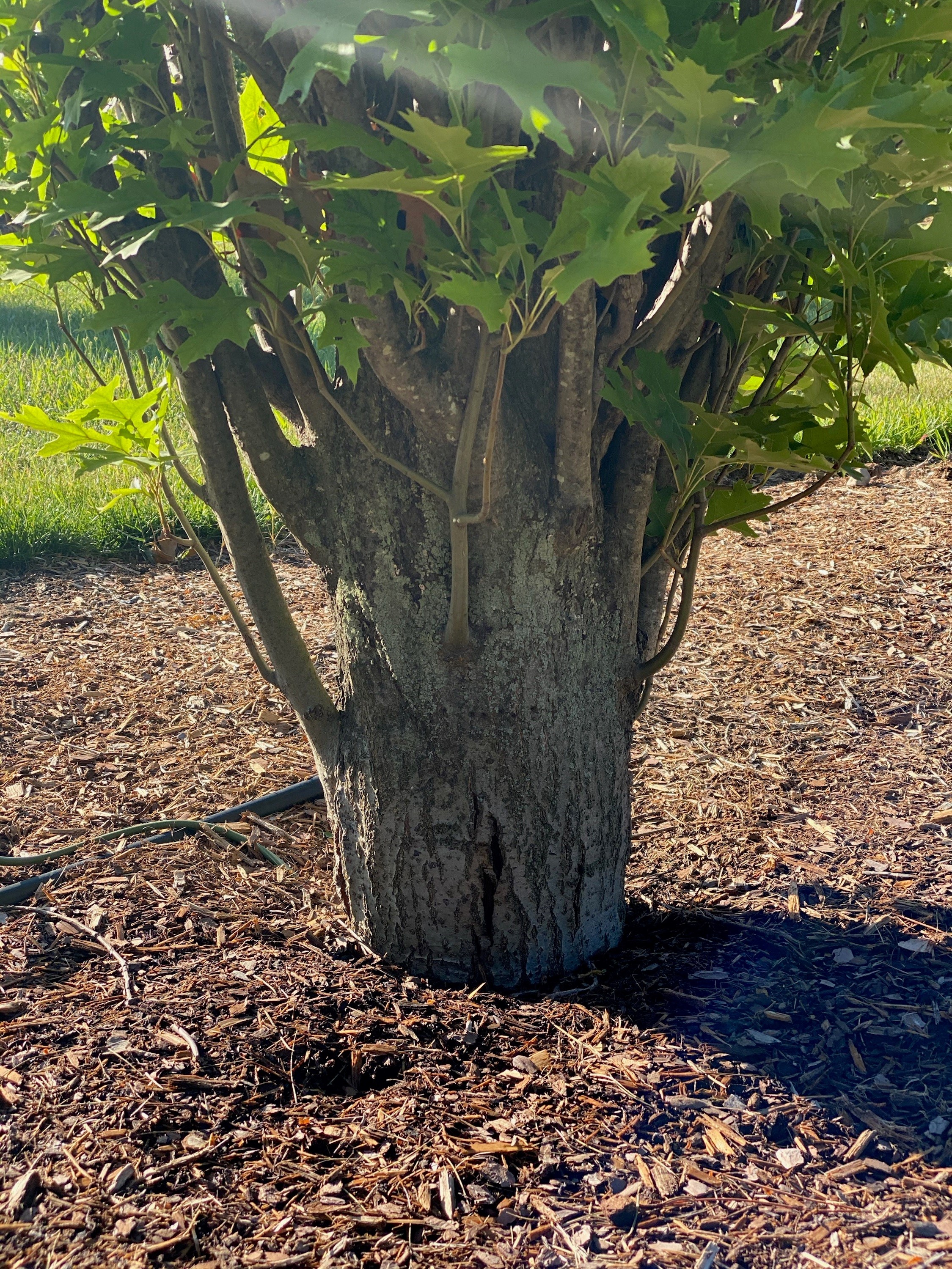 Three Dee Tree RE-TREE
