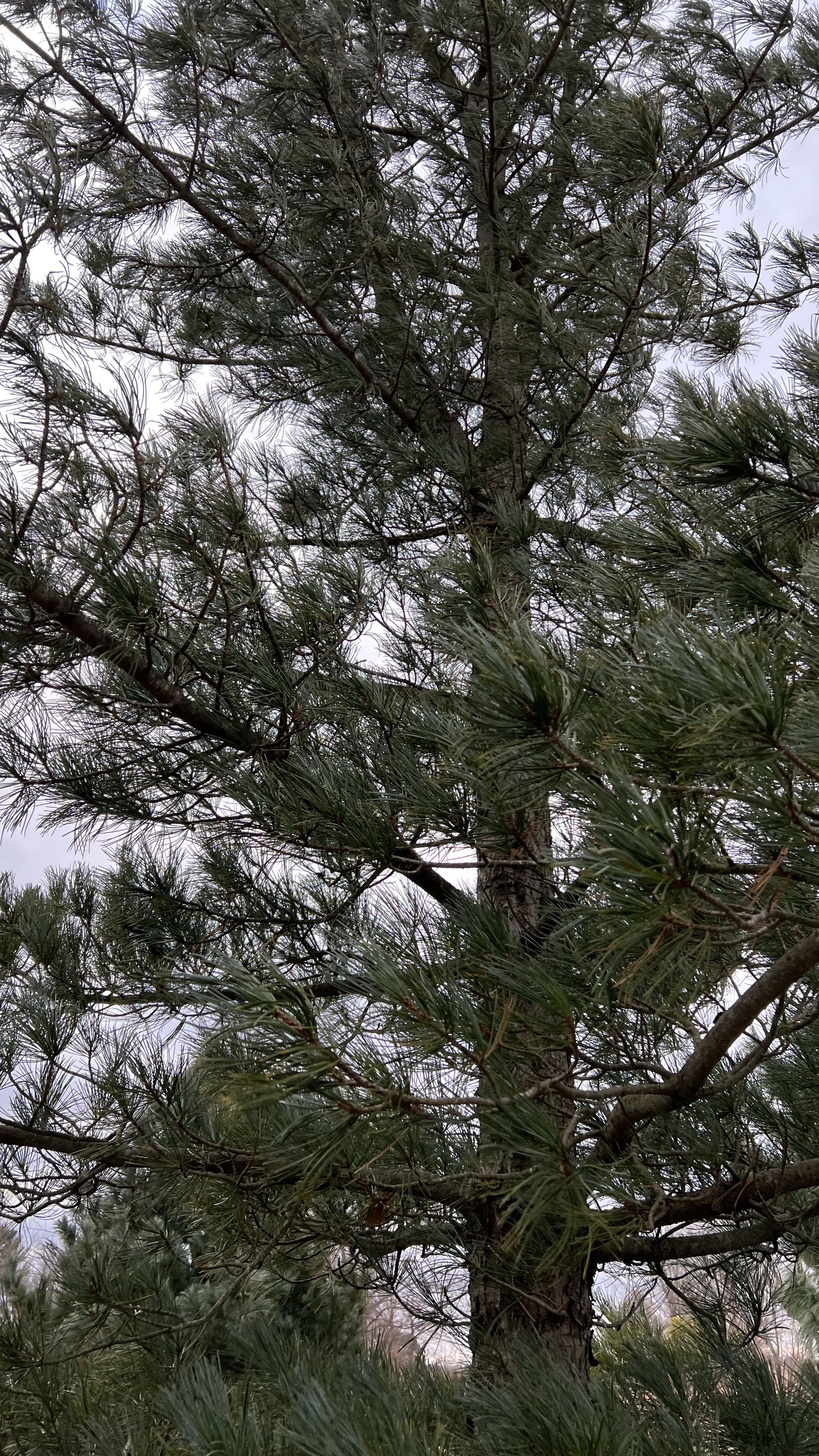 RE-TREE