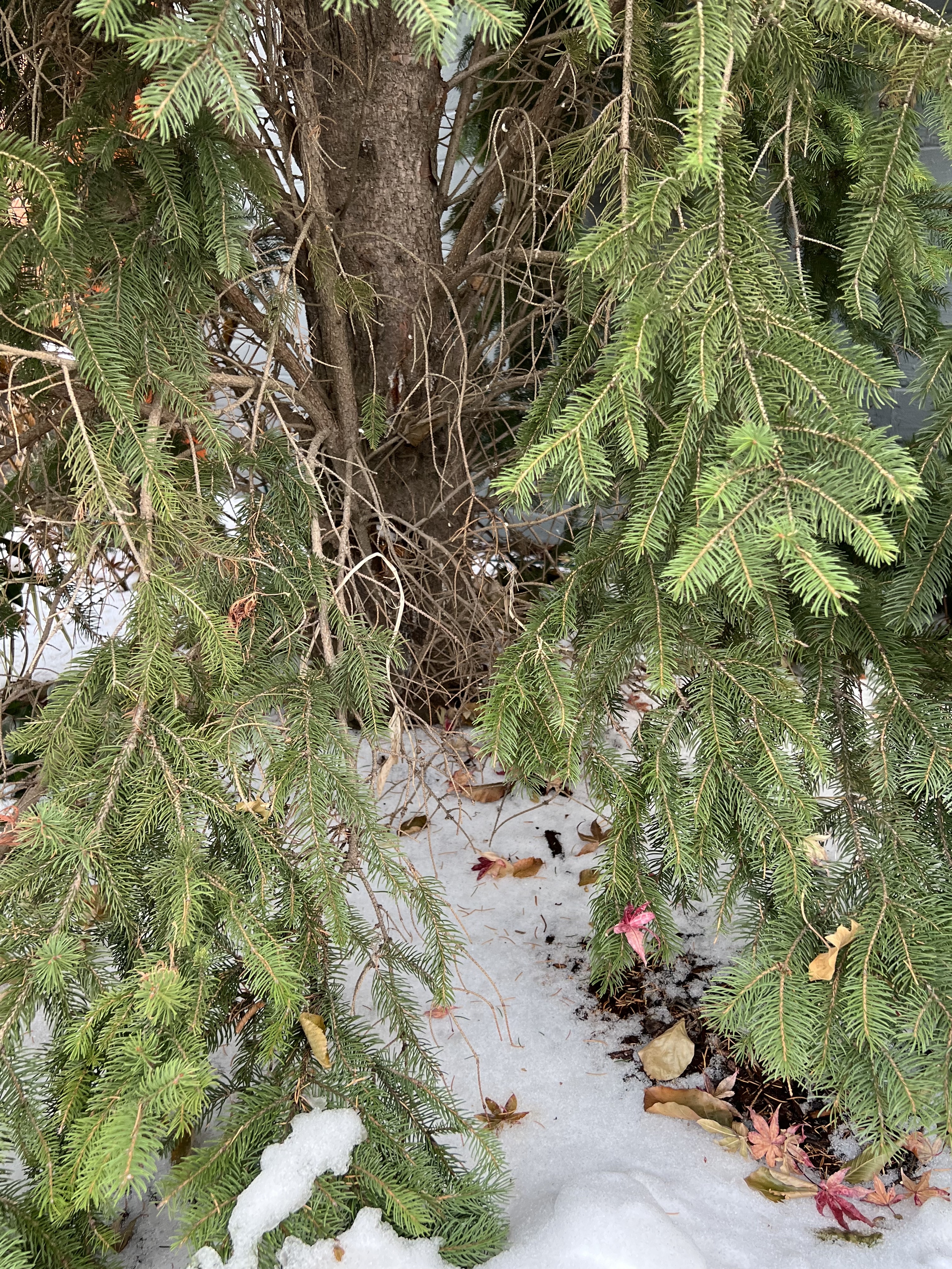 RE-TREE