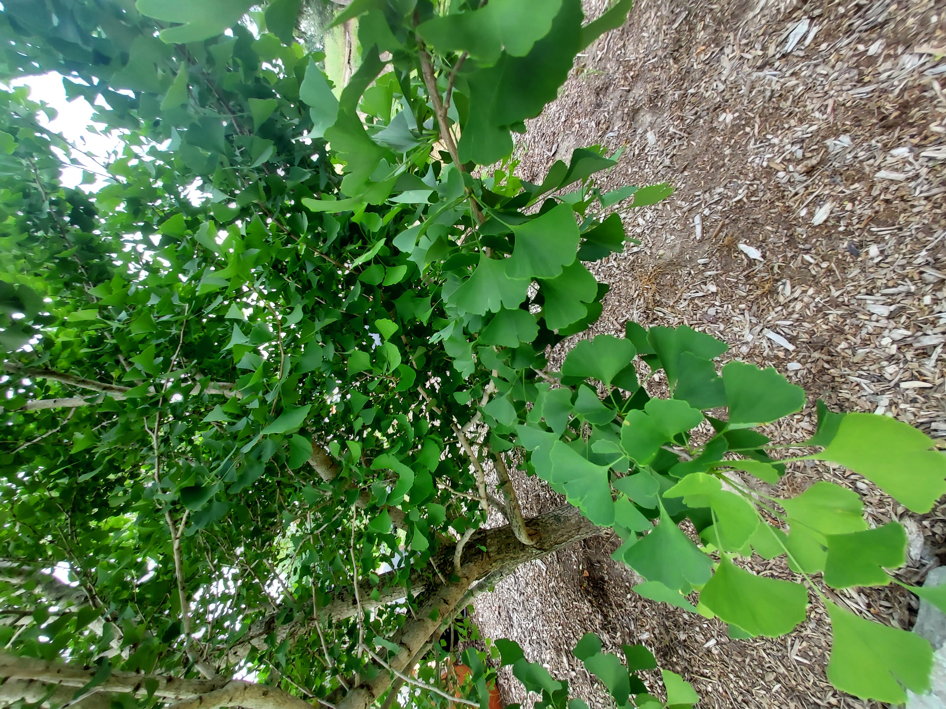 Remi Tree RE-TREE