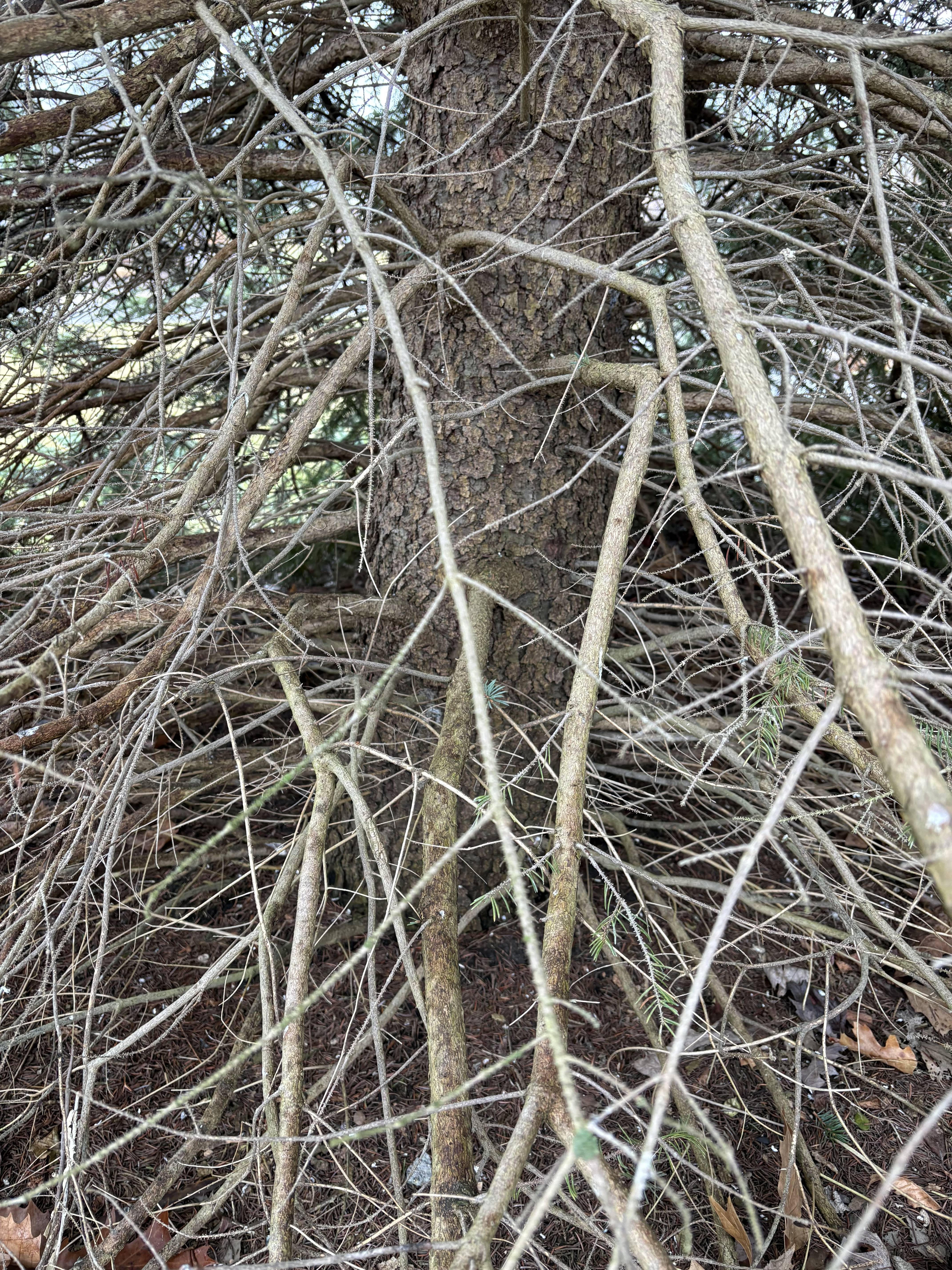 Resto Tree Form RE-TREE