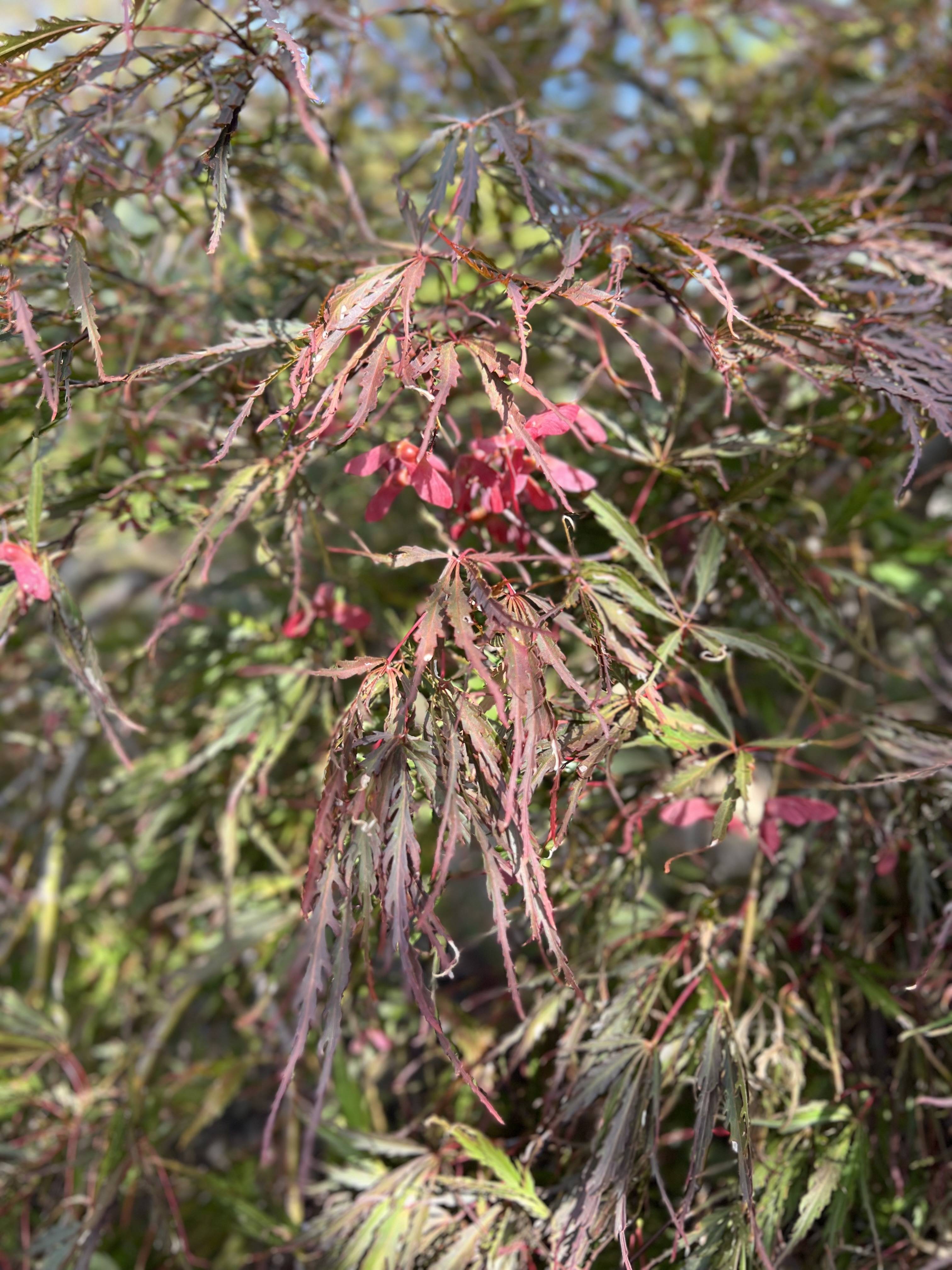 RE-TREE